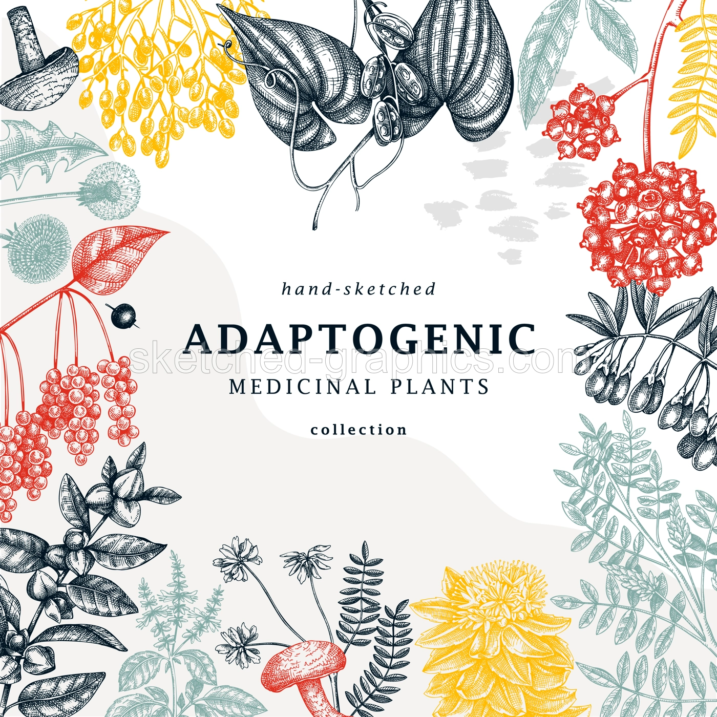 Adaptogenic plants trendy card in collage style. Hand-sketched medicinal herbs, weeds, berries, leaves frame design. Adaptogens. Modern graphics perfect for banners, brands, labels, and packaging Illustration